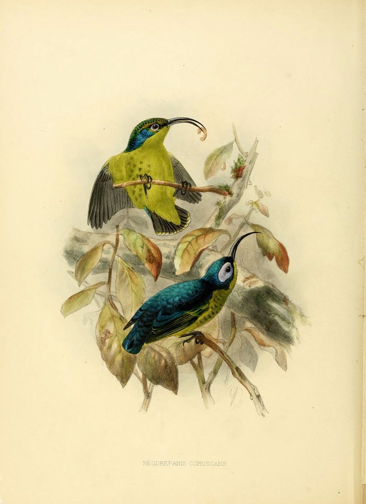 George Ernest Shelley (1840-1910) was a geologist, ornithologist, nephew of the renowned poet, Percy Bysshe Shelley^ and author of a number of books on African birds. 